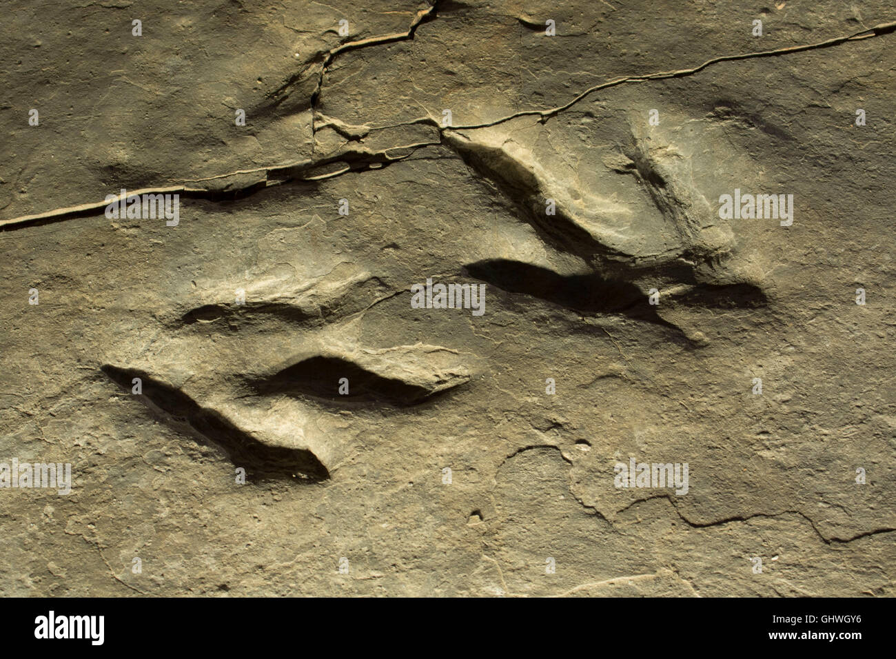 Dinosaurier-Spuren, Dinosaur State Park, Connecticut Stockfoto