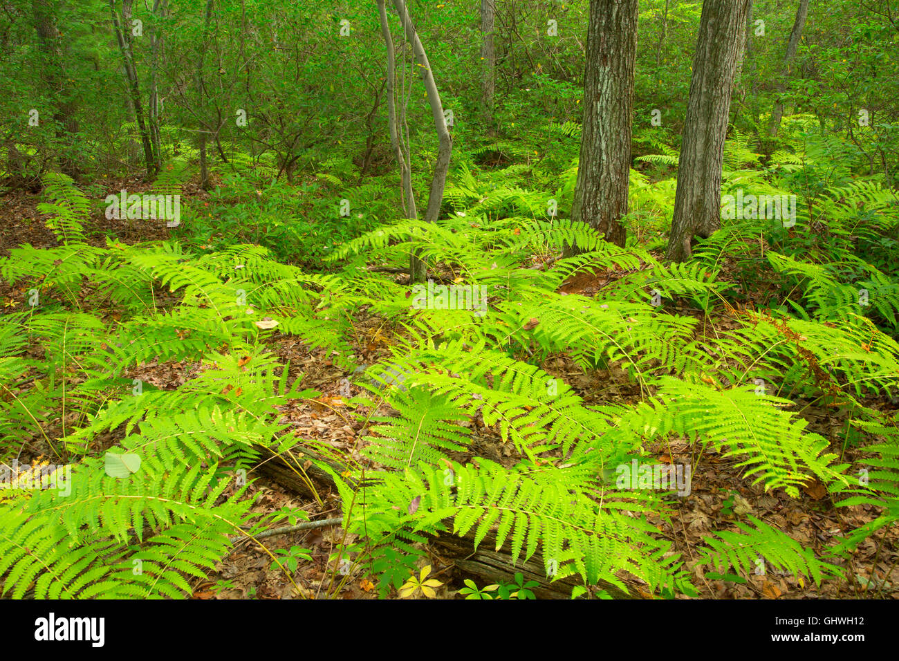 Farne, Harry C. Barnes Memorial Naturzentrum, Bristol, Connecticut Stockfoto