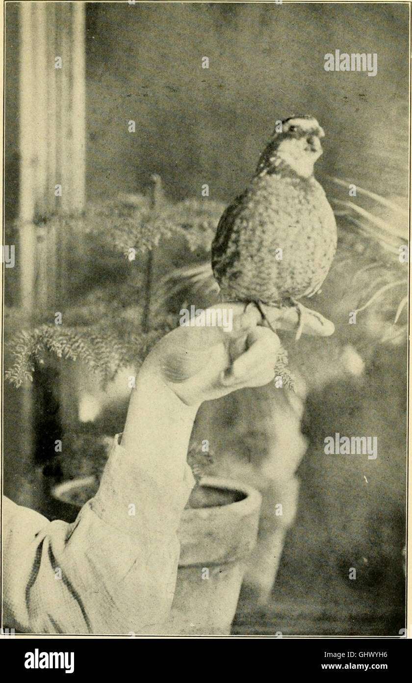 Graue Dame und die Vögel; Geschichten des Jahres Vogel für Elternhaus und Schule (1907) Stockfoto