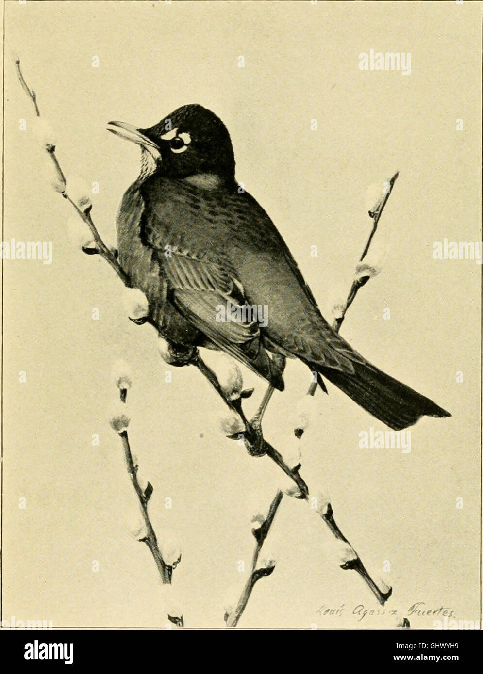 Graue Dame und die Vögel; Geschichten des Jahres Vogel für Elternhaus und Schule (1907) Stockfoto