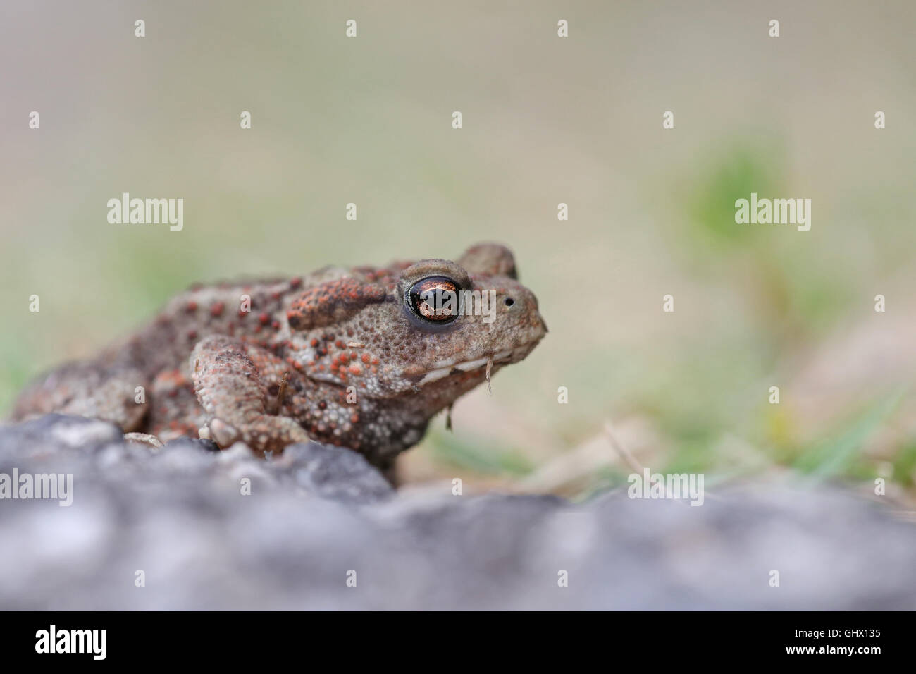 Gemeinsamen Baby Kröte, Bufo Bufo, Porträt Stockfoto