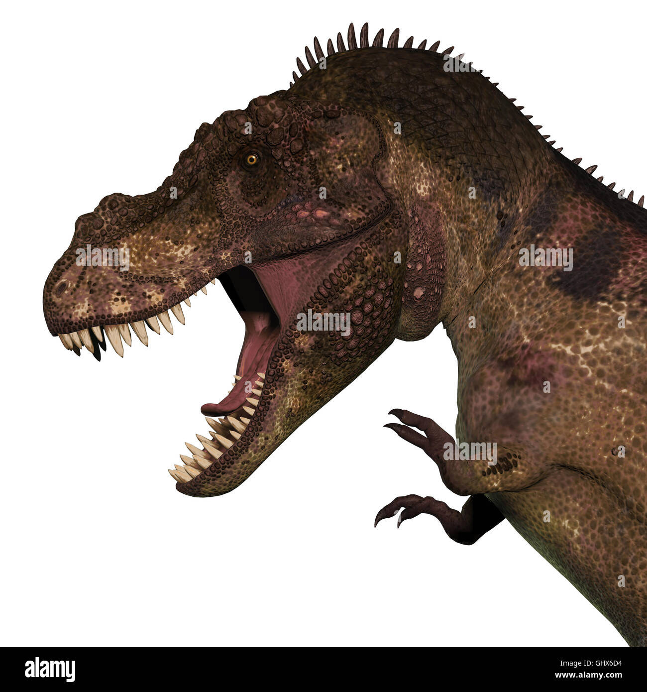 Tyrannosaurus Rex war ein fleischfressender Dinosaurier, der in der Kreidezeit Zeit Nordamerika