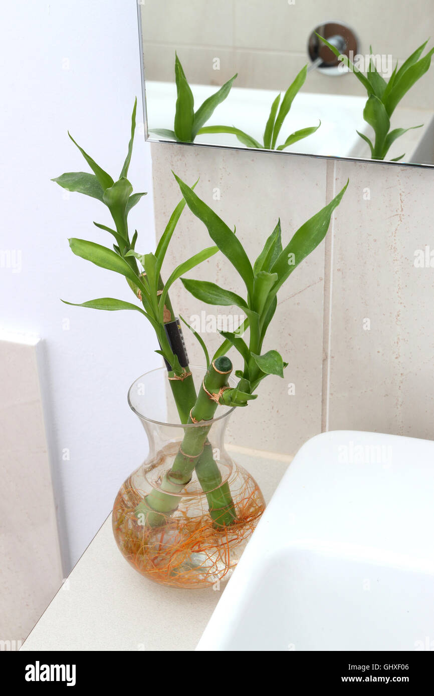 Bambus oder bekannt als Dracaena Braunii, Dracaena Sanderiana in Wasser mit  Wurzeln wachsen Stockfotografie - Alamy