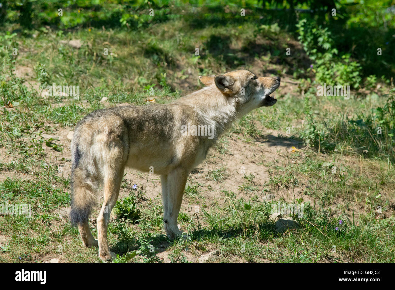 Ein grauer Wolf heulen. Stockfoto