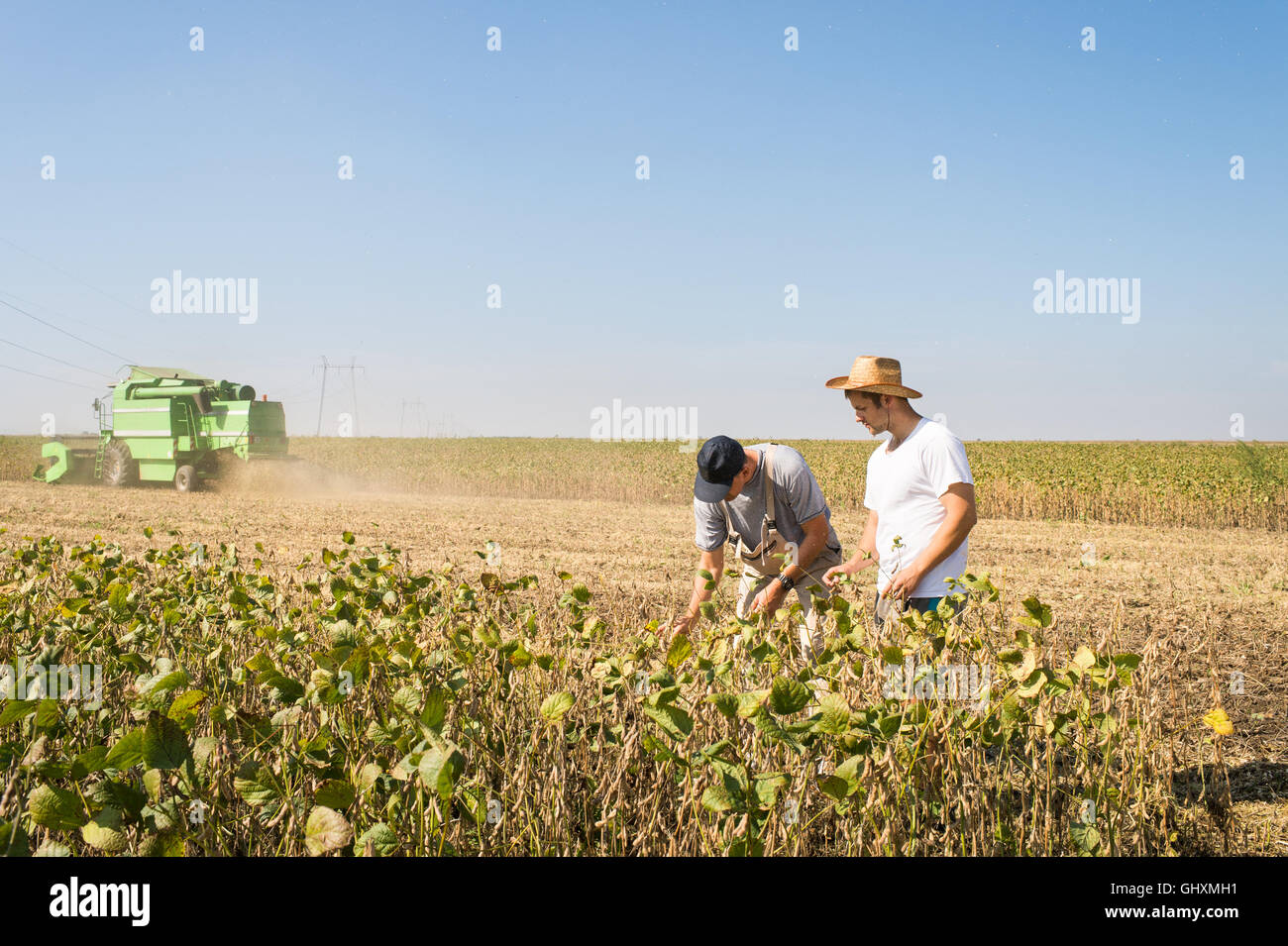 Junglandwirte in Soja-Felder Stockfoto