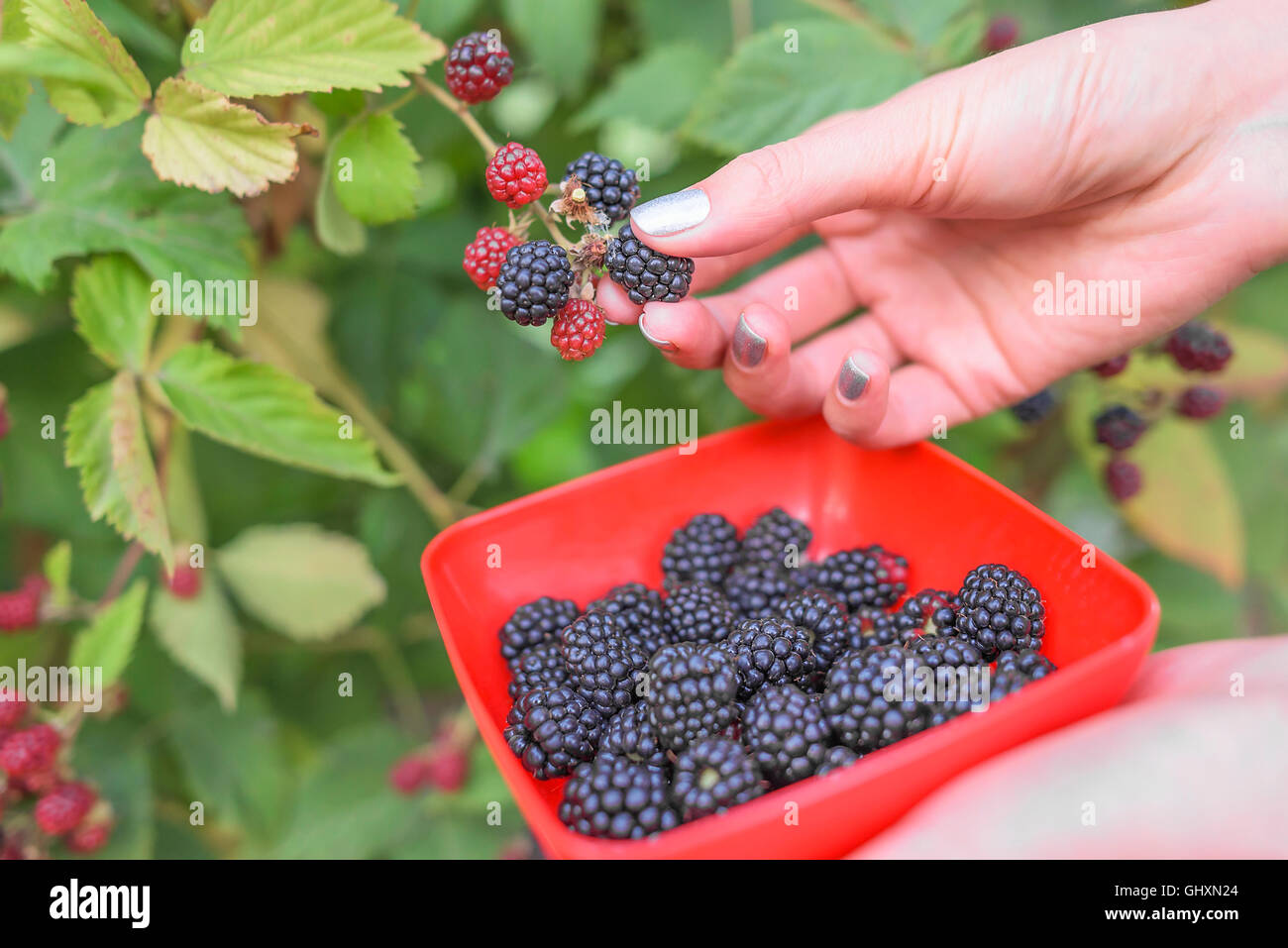 Weibliche Hand geernteten Blackberry in eine Schüssel geben. Stockfoto