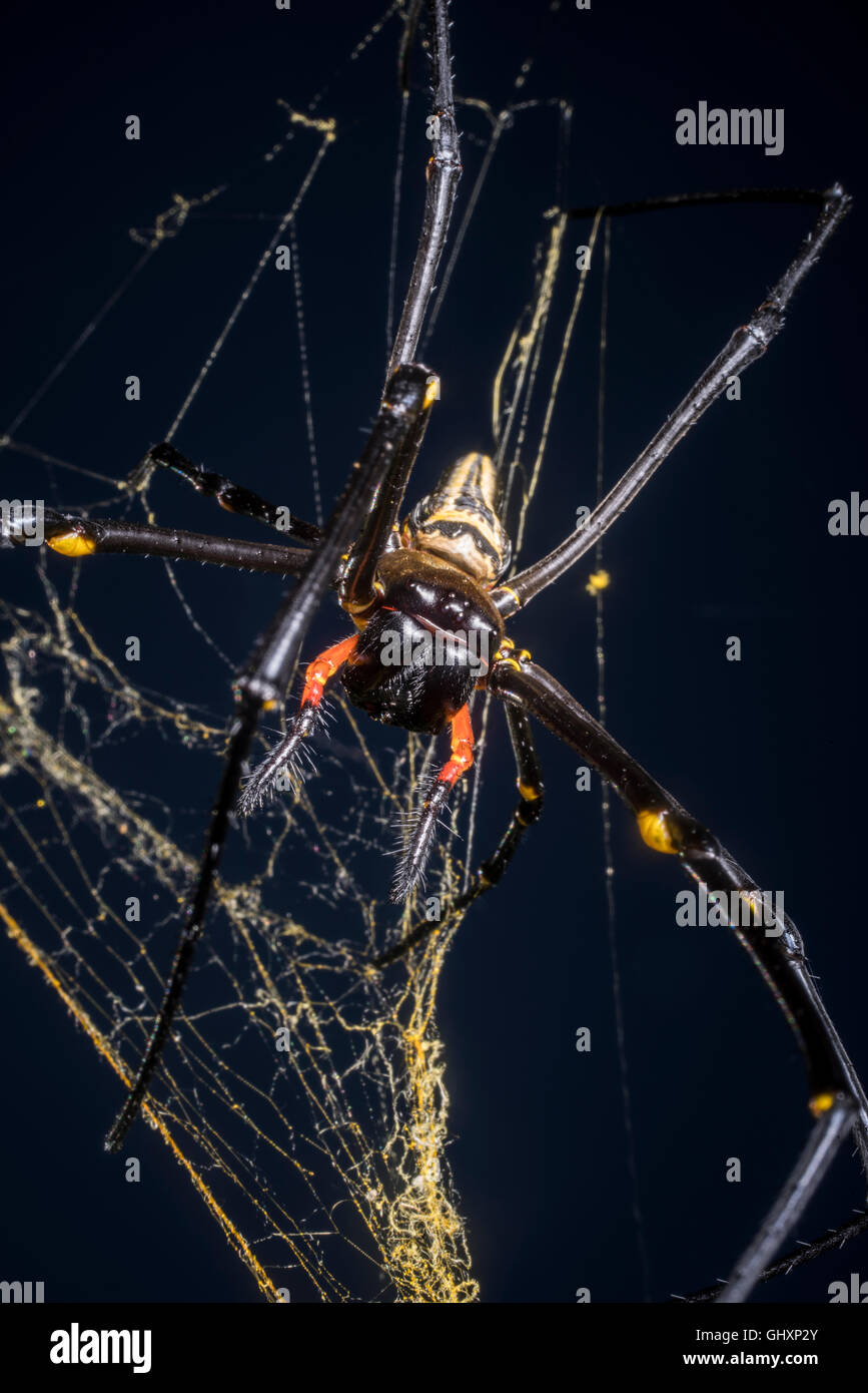 Okinawa Bananenspinne Web, Okinawa, Japan Stockfoto