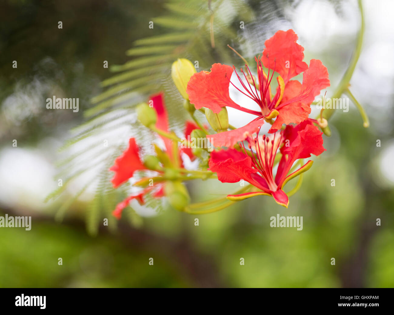 Deigo Blume, Erythrina Variegata Okinawa, Japan Stockfoto