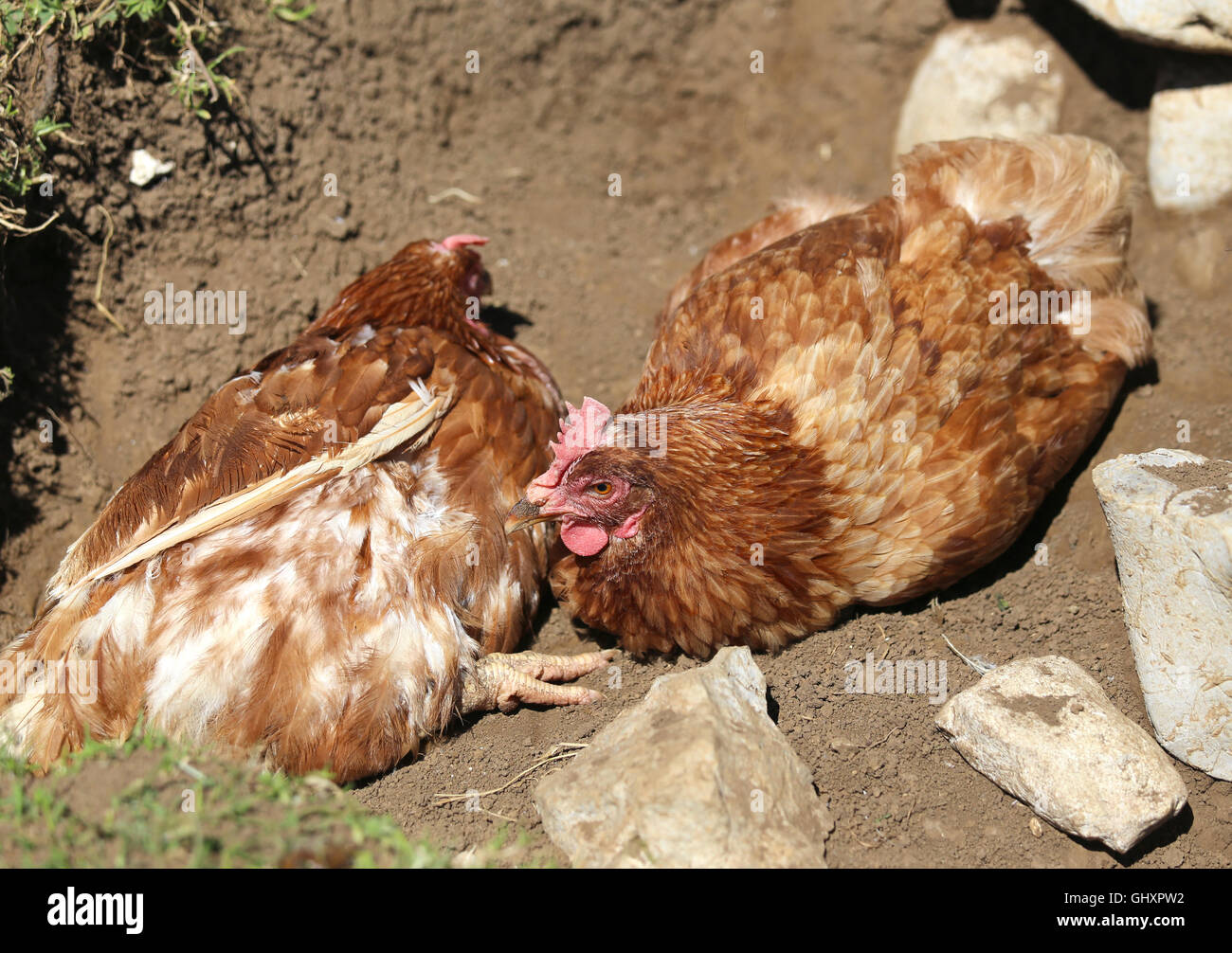 große Henne mit braunem Gefieder und Bruteier in den Hühnerstall Stockfoto