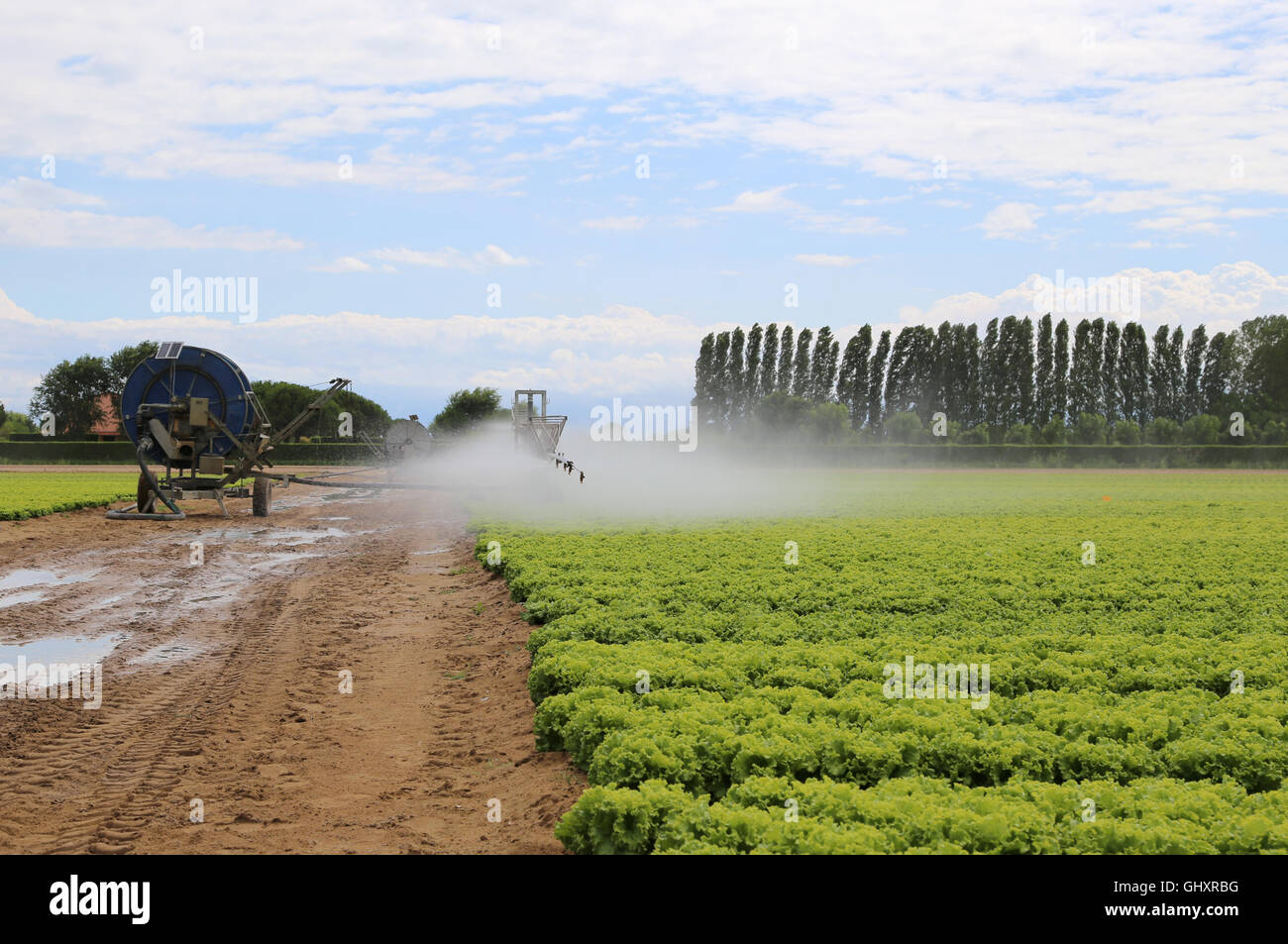 automatisches Bewässerungssystem eines kultivierten Feldes von grünem Salat im Sommer Stockfoto