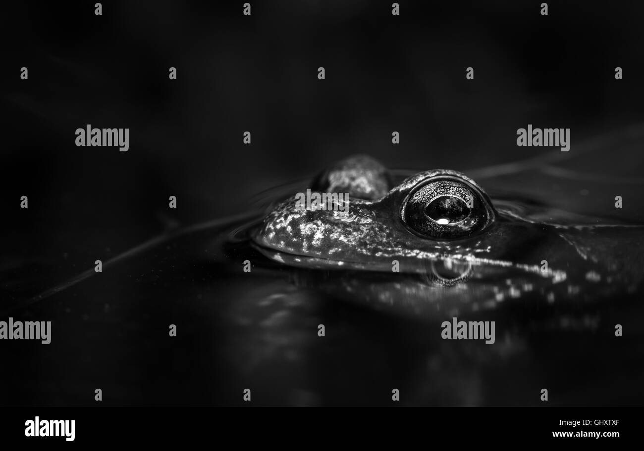 Launisch monochromes Bild von einem Grasfrosch (Rana Temporaria) Stockfoto