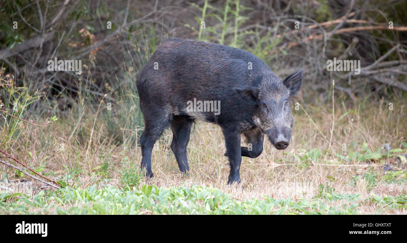 Wildschwein (Sus Scrofa) in Warnung; Santa Clara County, Kalifornien, USA Stockfoto