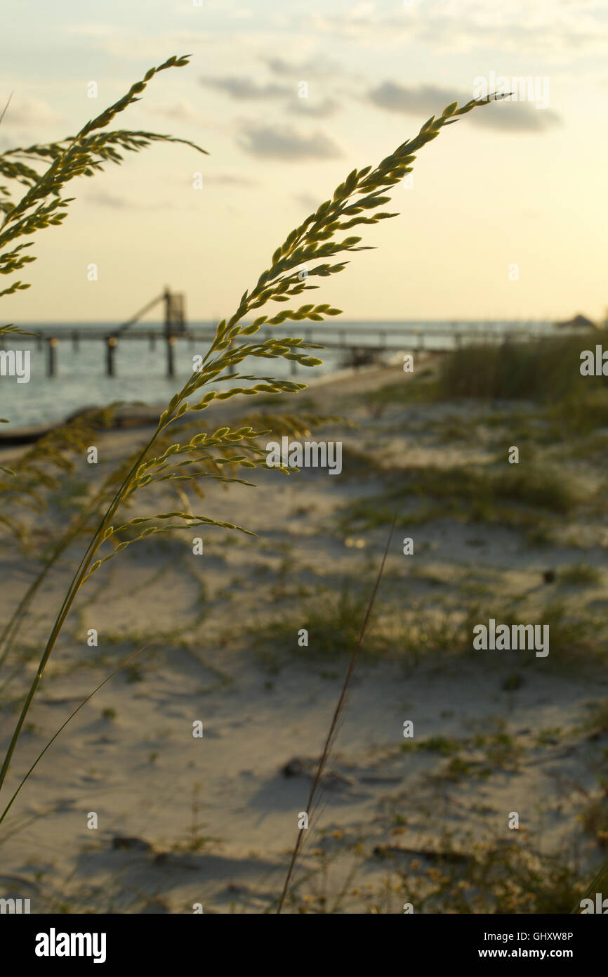 Sehafer am Sandstrand Stockfoto