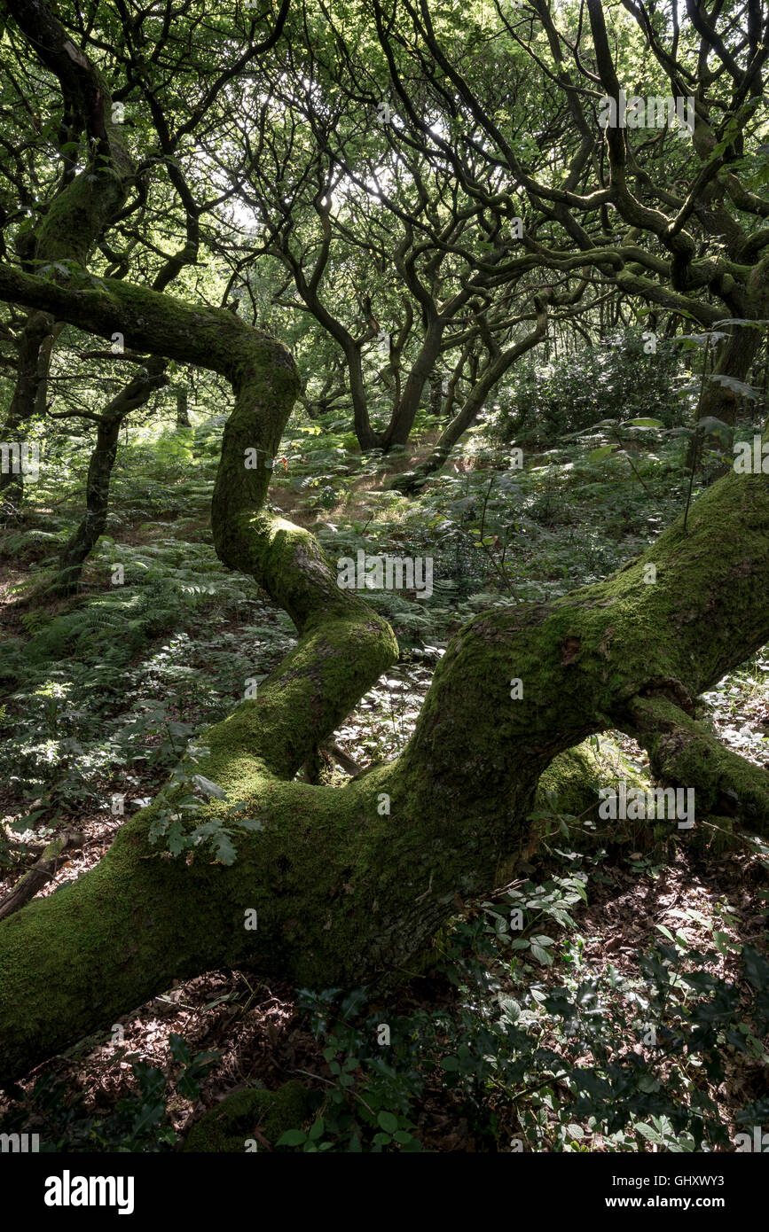 Charaktervolle englischer Eiche Bäume im Wald auf einem mittleren Sommer Tag. Stockfoto