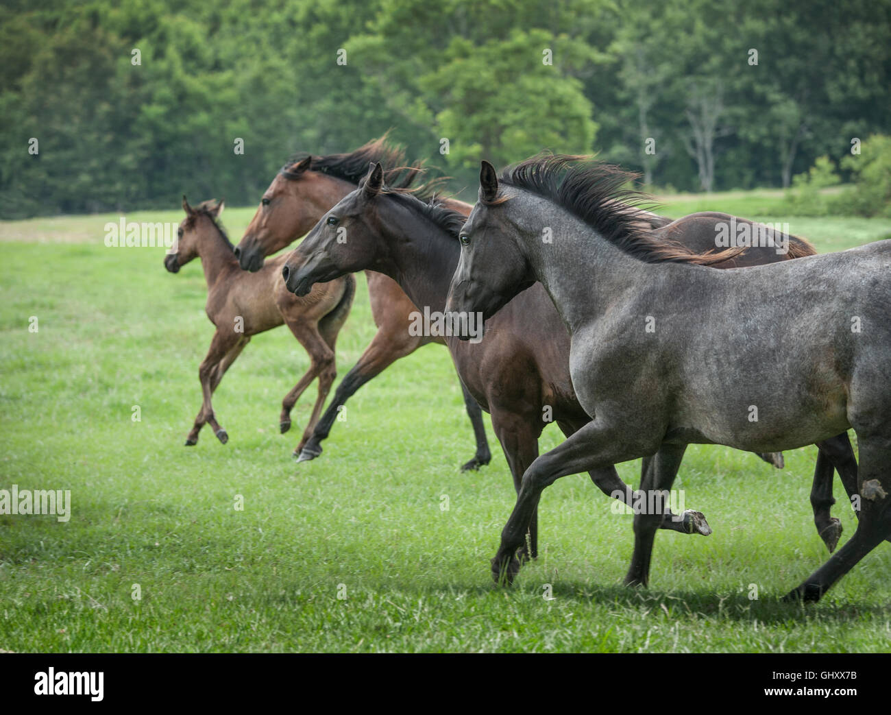Herde von Quarter Horse Stuten und Fohlen Stockfoto