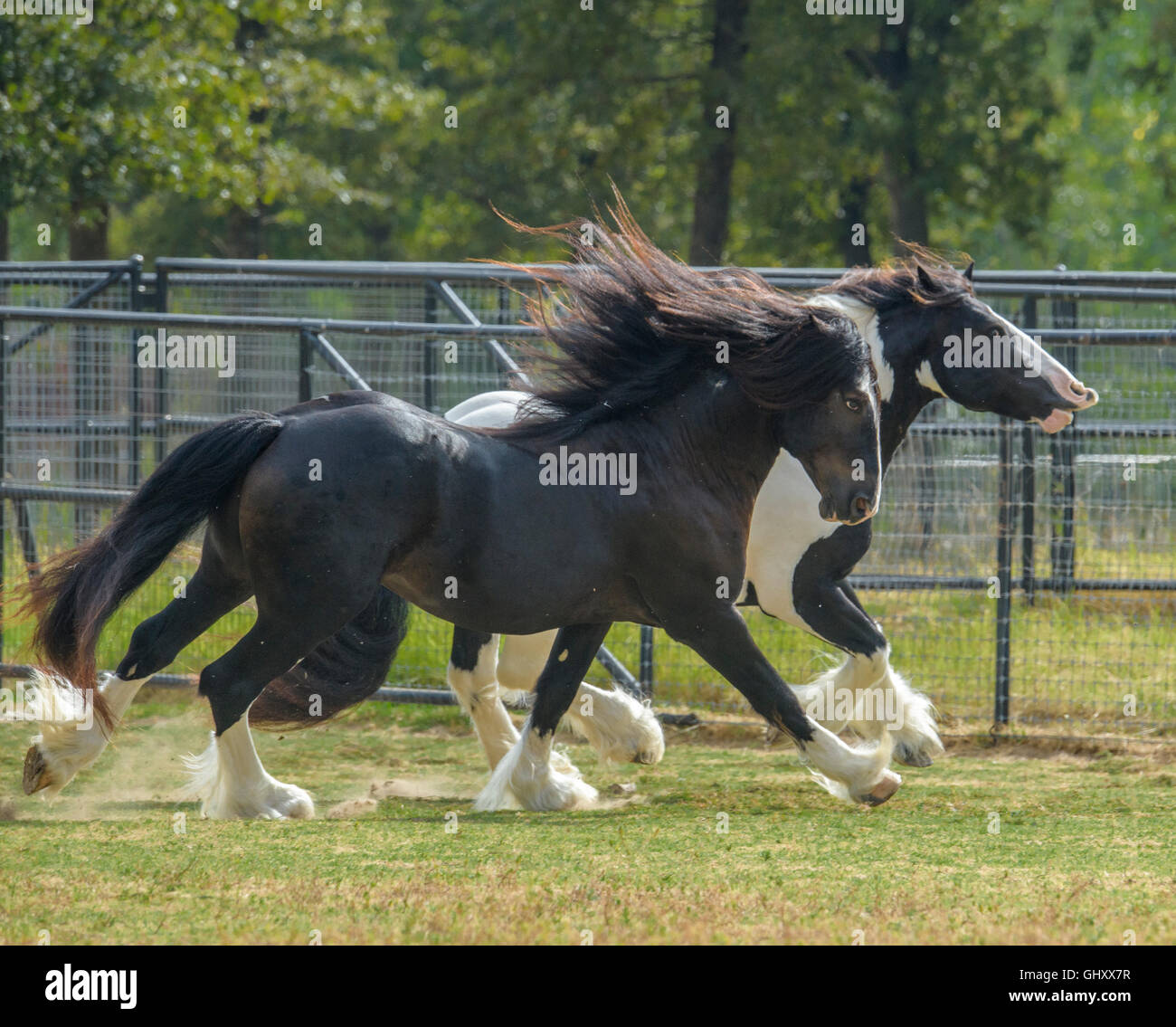 4 Jahre alte Gypsy Vanner Pferde Hengste rauhe Haus und spielen Stockfoto