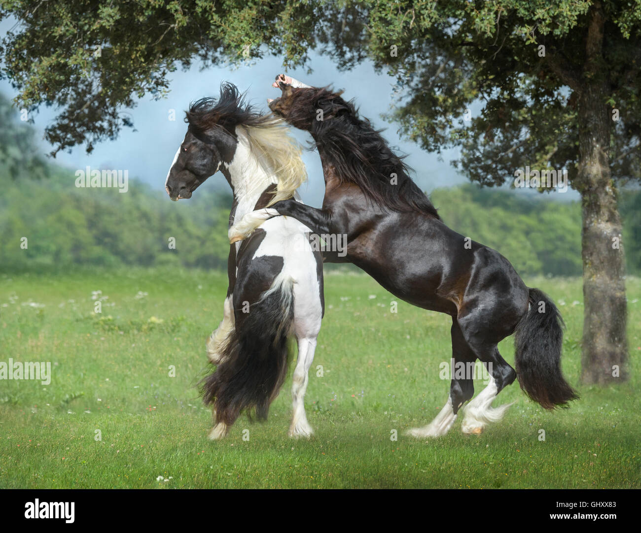 4 Jahre alte Gypsy Vanner Pferde Hengste Roughouse und spielen Stockfoto