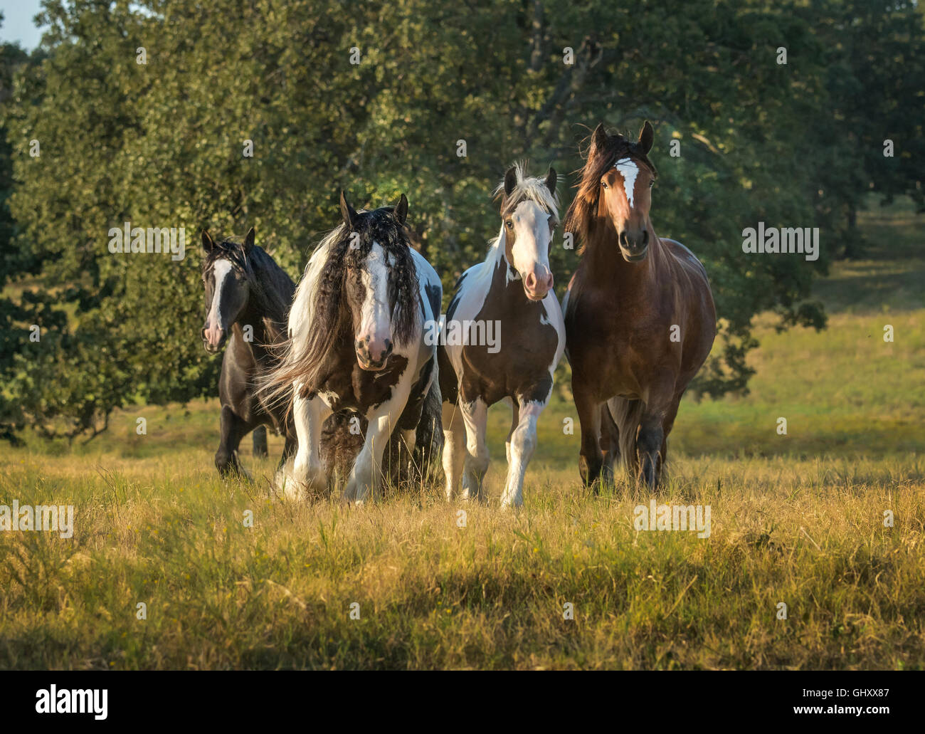 Gypsy Vanner Pferde Stuten und Fohlen laufen Stockfoto