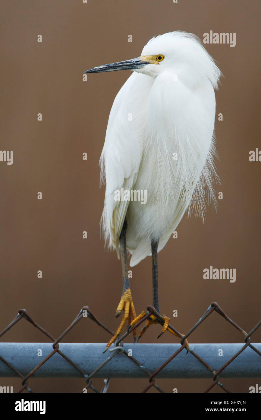 Snowy Silberreiher (Egretta unaufger) am Zaun, Bombay Hook NWR, Delaware, USA Stockfoto