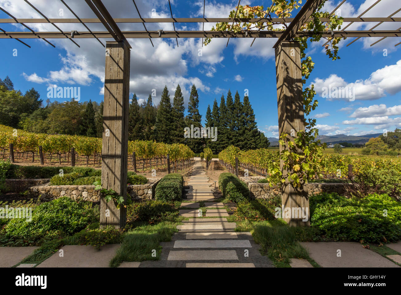 Cabernet Sauvignon Traube Traube Weinberg, Weinberg, Weinberg, Dana Fincas, Napa Valley, Napa County, Kalifornien, USA, Nordamerika Stockfoto