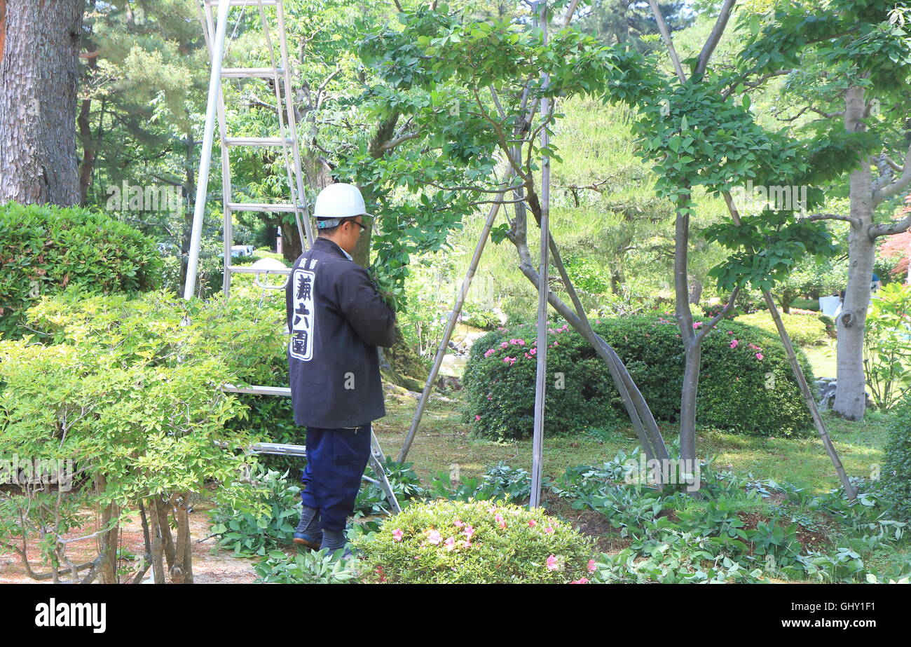 Gärtner arbeitet im Kenrokuen Garten in Kanazawa Japan, eines der drei großen Gärten Japans. Stockfoto