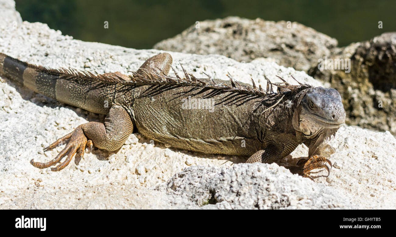 Grassy Key, Florida Keys Dolphin Research Center, gemeinsame grüner Leguan (Iguana Iguana) Stockfoto