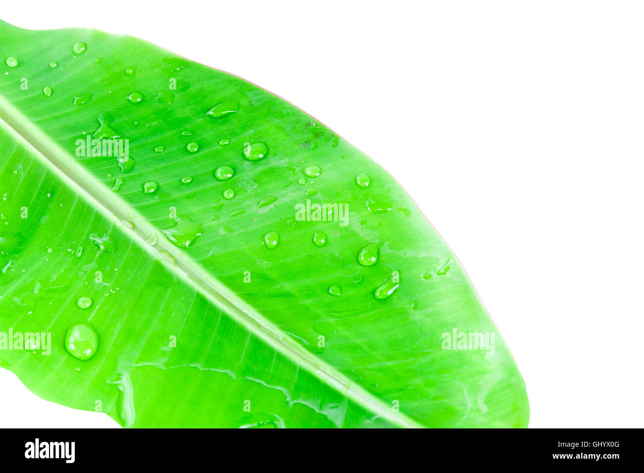 Banana Leaf frische isoliert auf weiß mit Beschneidungspfad Stockfoto
