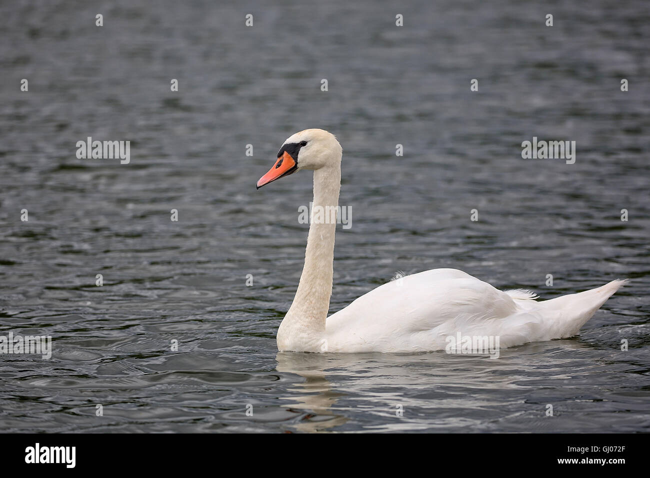 Weißer Schwan in freier Wildbahn auf dem See Stockfoto Weißer Schwan in freier Wildbahn auf dem See Stockfoto