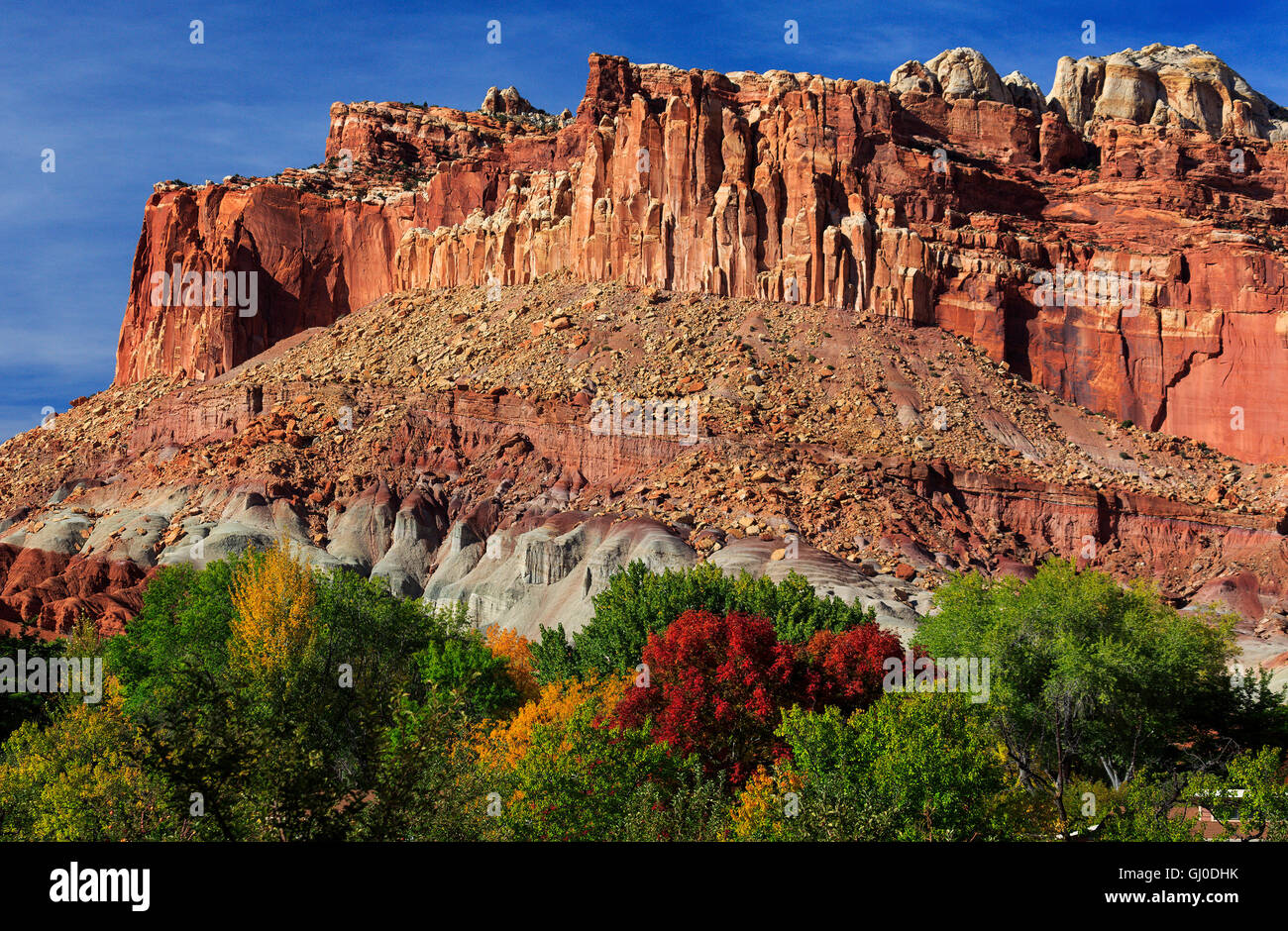 Mehrfarbige fallen Blätter und rote Felsen im Capitol Reef National Park, Torrey, Utah, USA Stockfoto