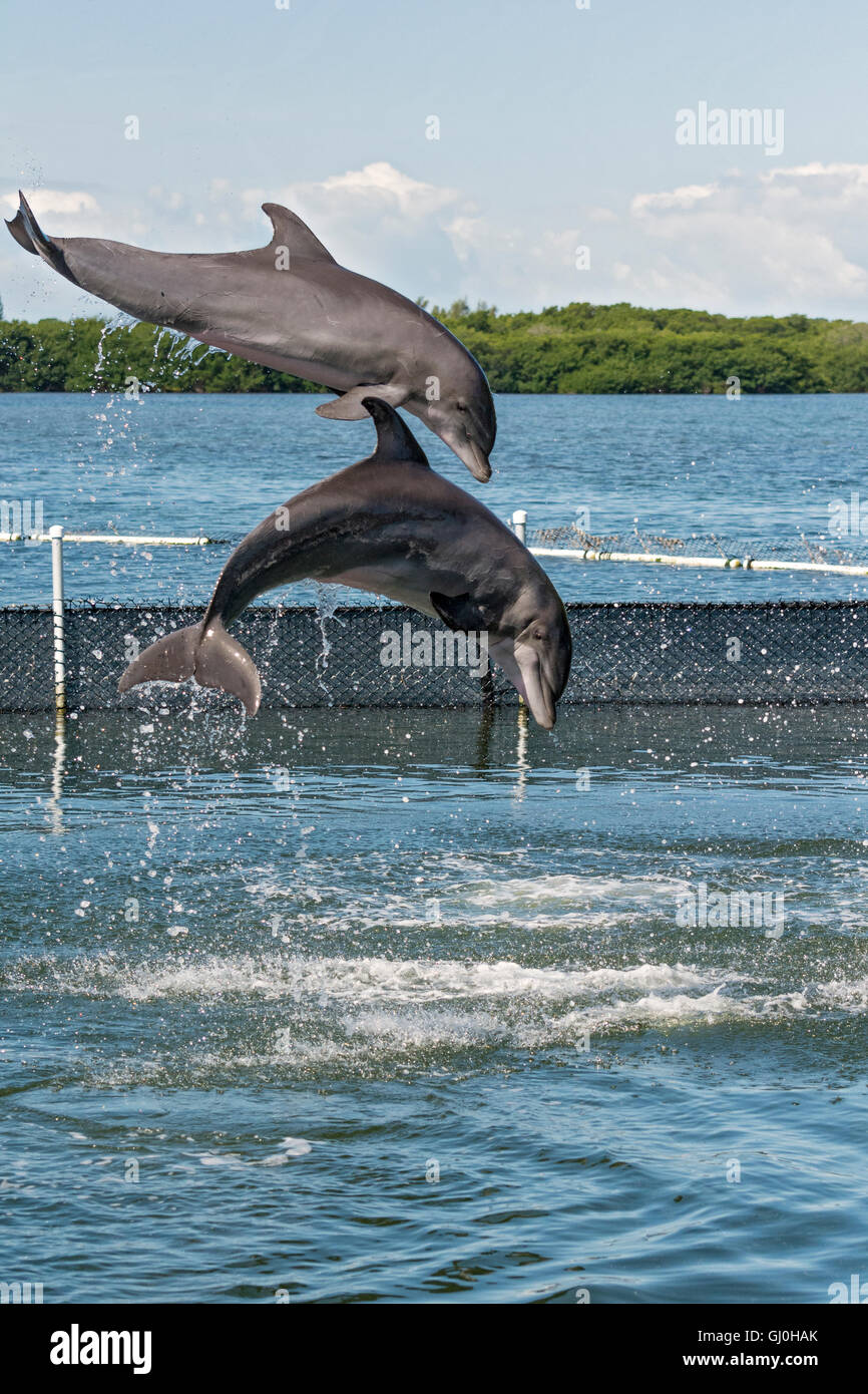 Grassy Key, Florida Keys Dolphin Research Center, zwei Delphine springen Folge 1 von 4 Stockfoto