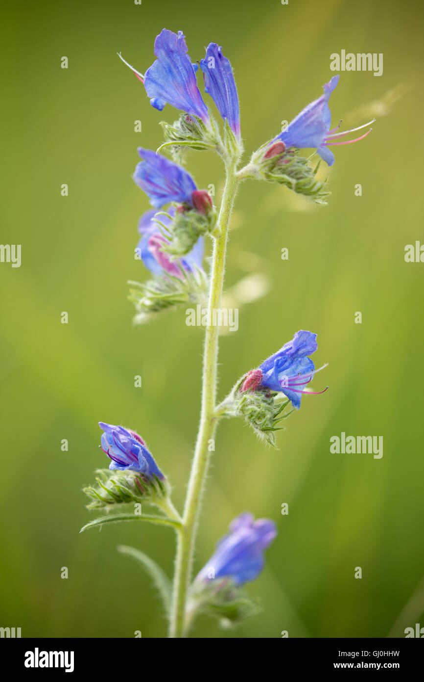 Viper Bugloss, Wildblumen, Umbrien, Italien Stockfoto