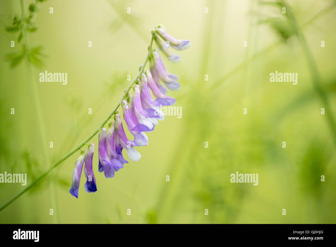 wilde Blumen, Umbrien, Italien Stockfoto