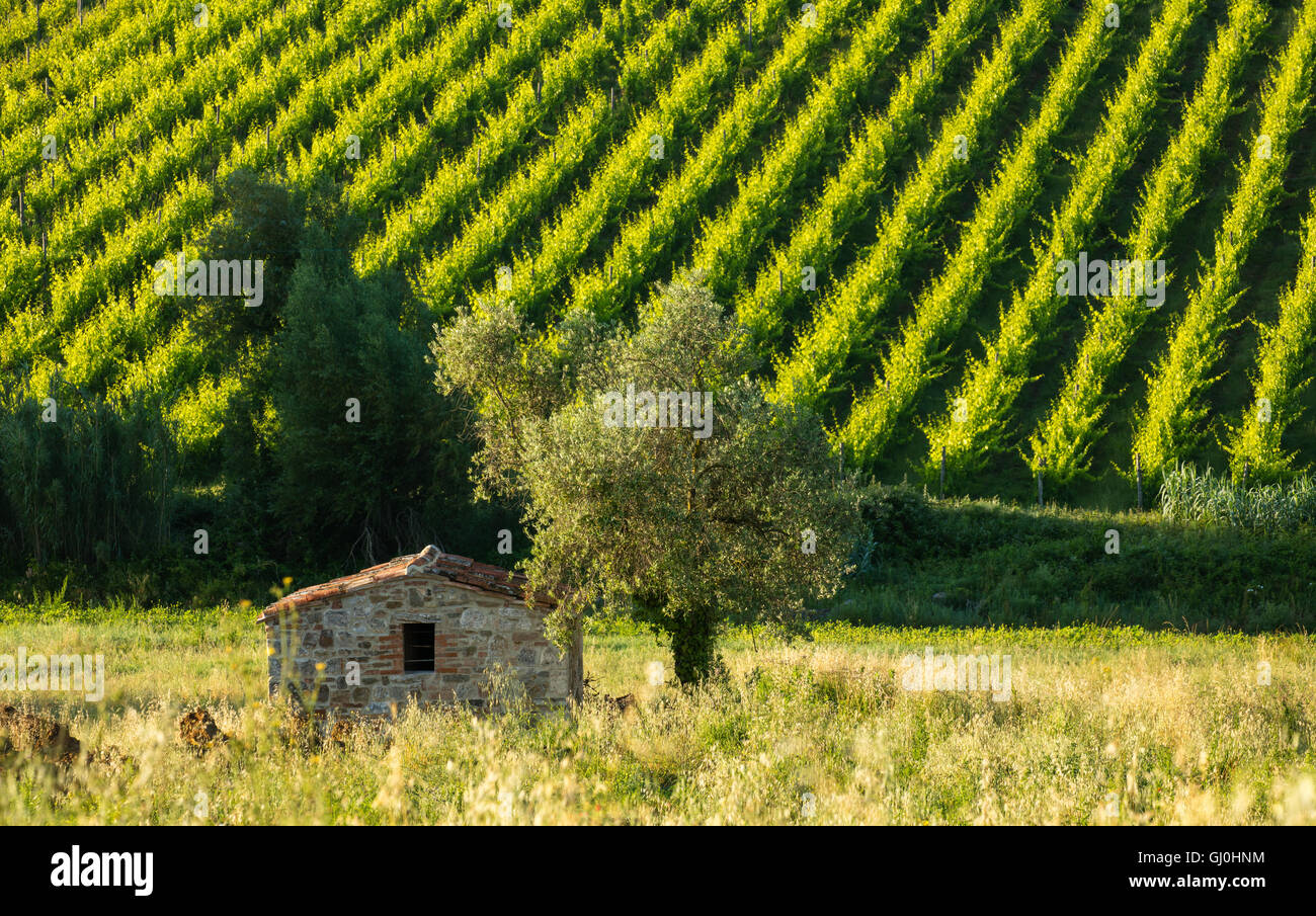 Felder und Weinberge in der Nähe von Castelnuovo dell'Abate, Montalcino, Toskana, Italien Stockfoto