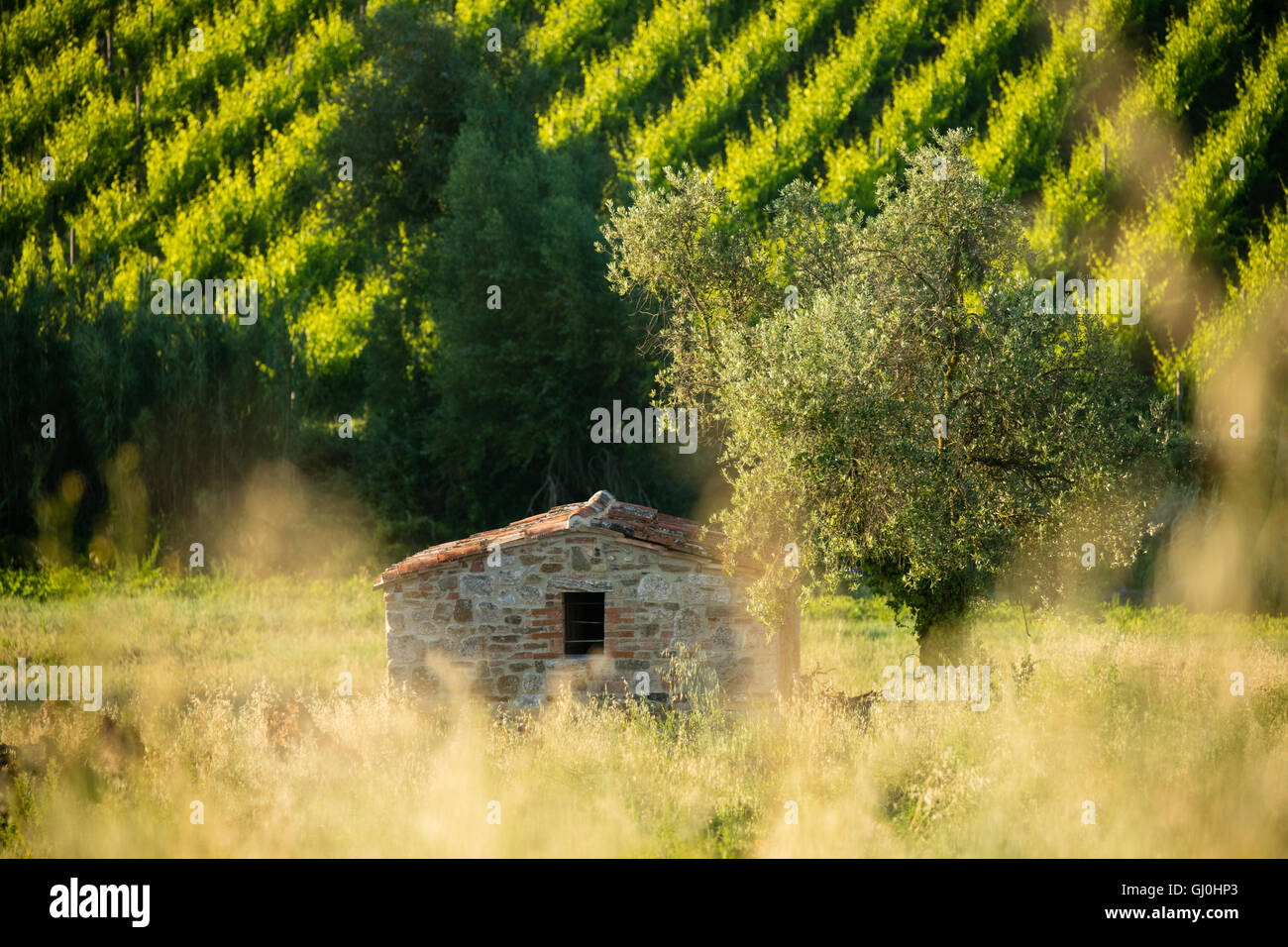 Felder und Weinberge in der Nähe von Castelnuovo dell'Abate, Montalcino, Toskana, Italien Stockfoto