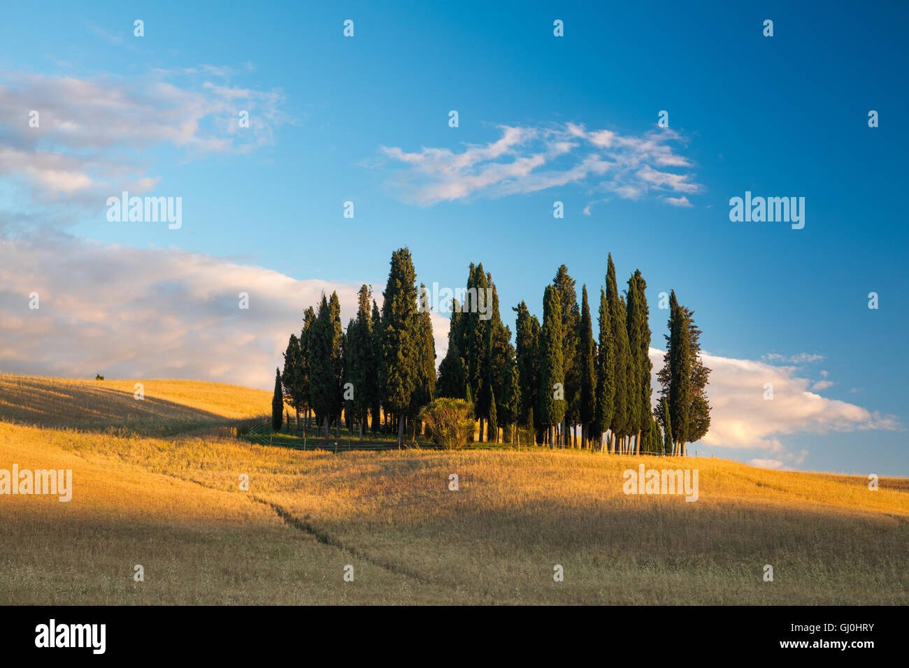 ein Wäldchen von Zypern Bäume nr San Quirico d ' Orcia, Tuscany Stockfoto