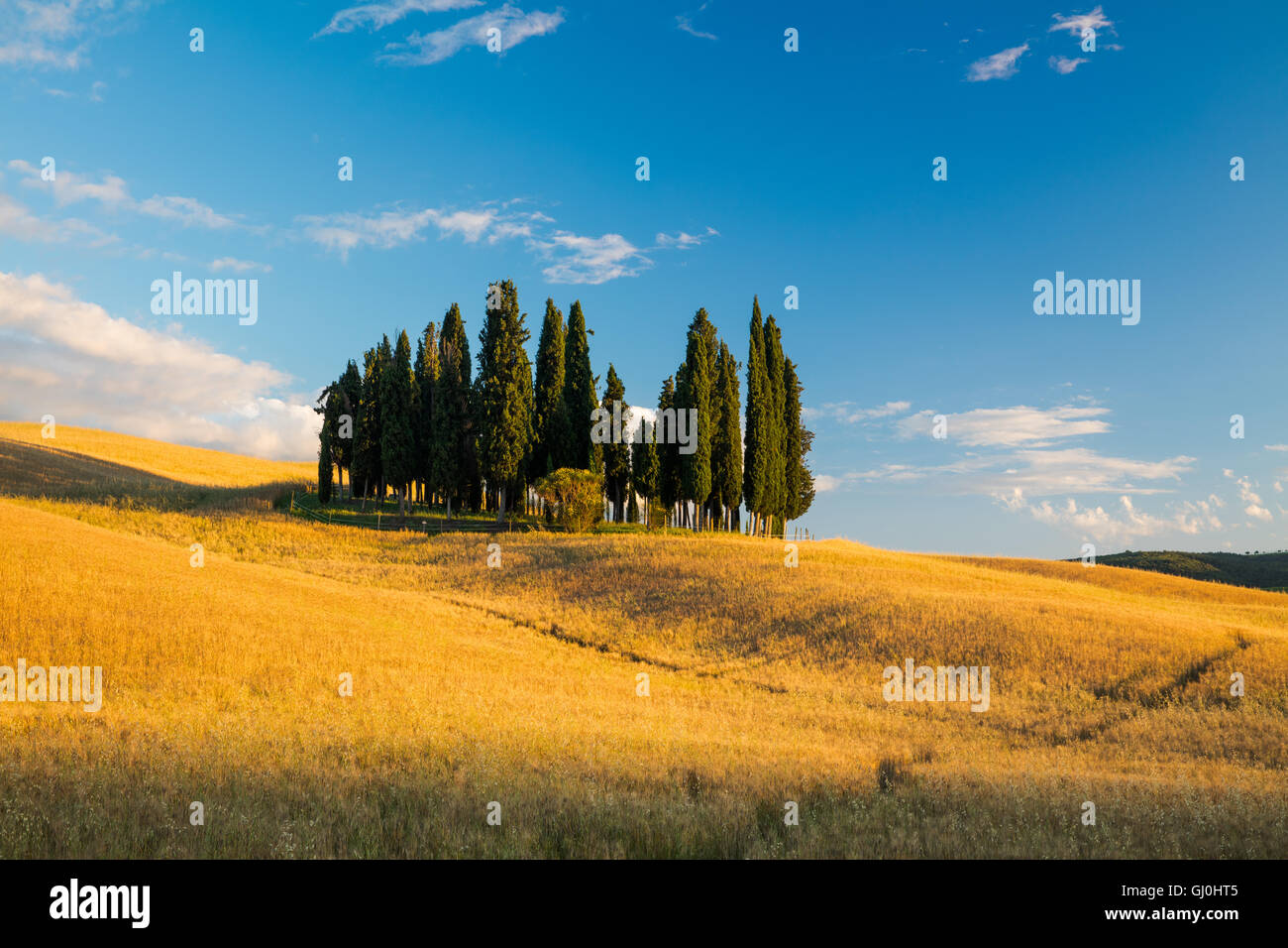 ein Wäldchen von Zypern Bäume nr San Quirico d ' Orcia, Tuscany Stockfoto