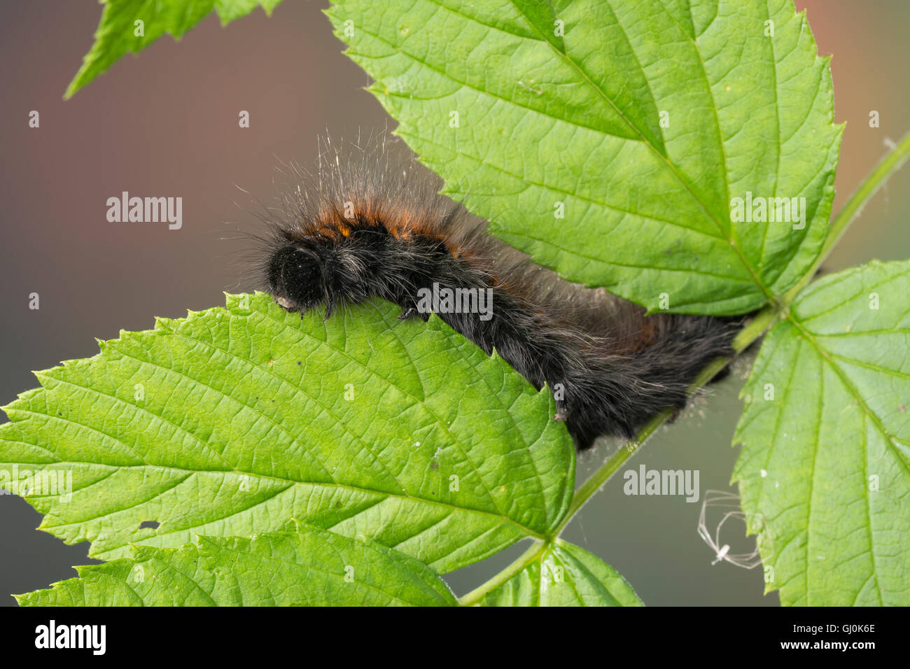 Brombeerspinner, Brombeer-Spinner, Raupe, Macrothylacia Rubi, Fox Moth, Raupe, Le Bombyx De La Ronce, Chenille, Glucken, L Stockfoto