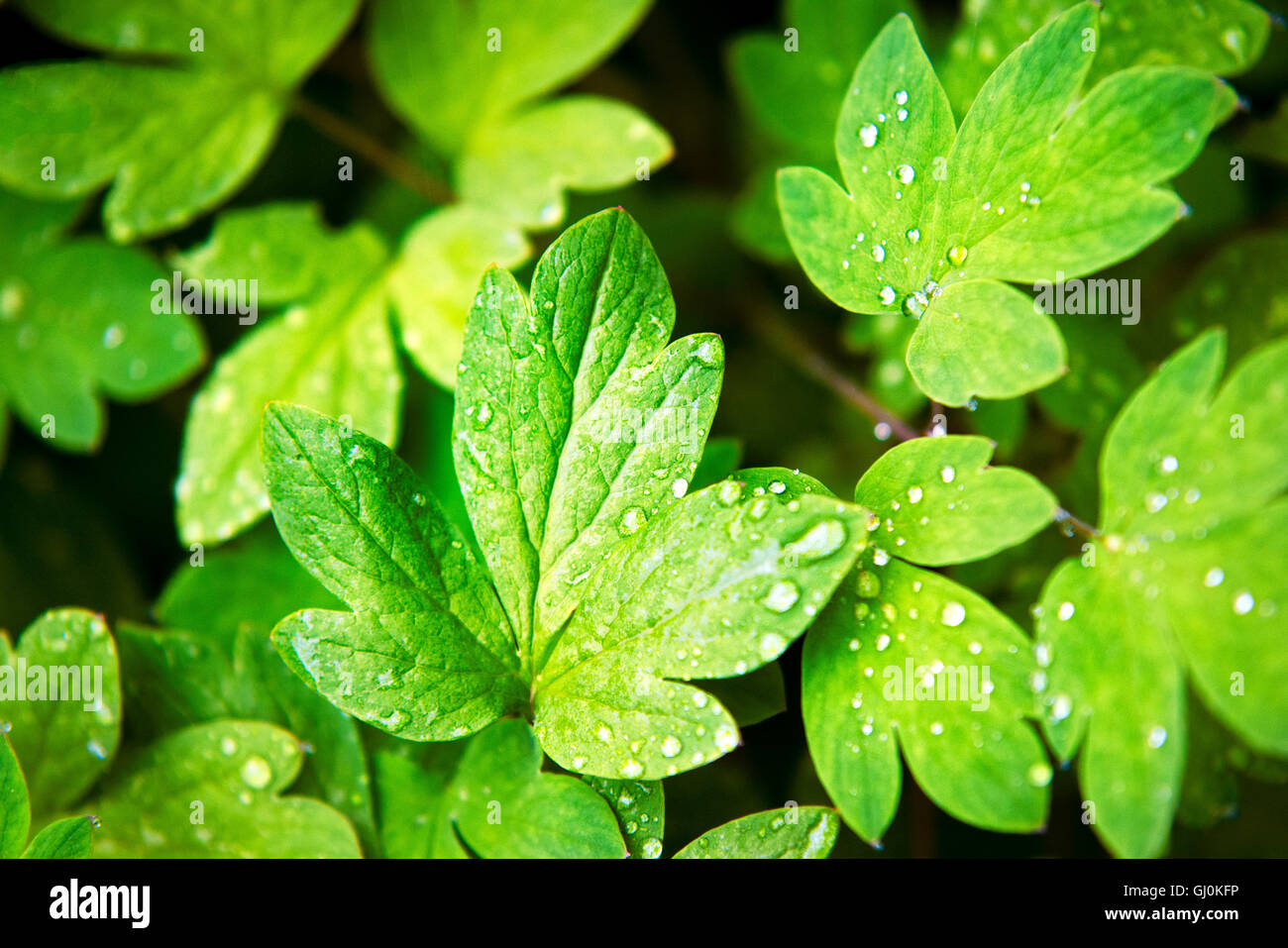 Grüne Blätter Nahaufnahme Natur abstrakt Stockfoto