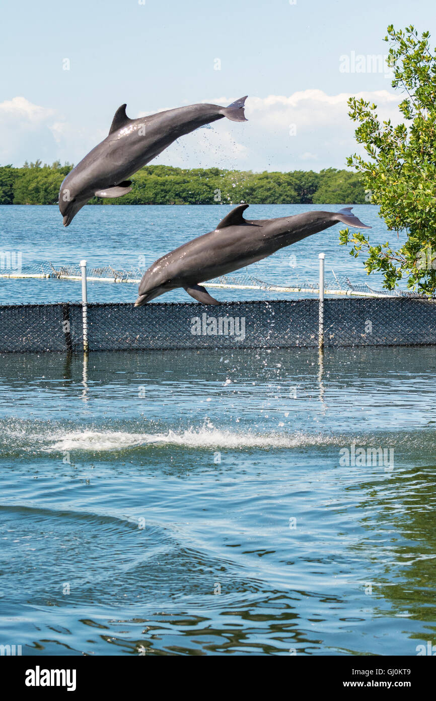 Grassy Key, Florida Keys Dolphin Research Center, zwei Delphine springen Folge 2 von 3 Stockfoto