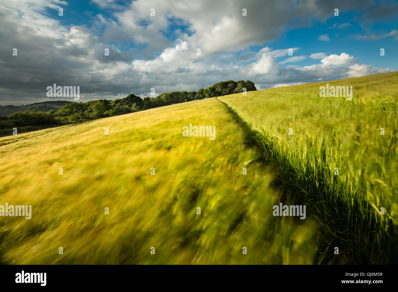 ein Gerstenfeld in der Nähe von Cerne Abbas, Dorset, England Stockfoto