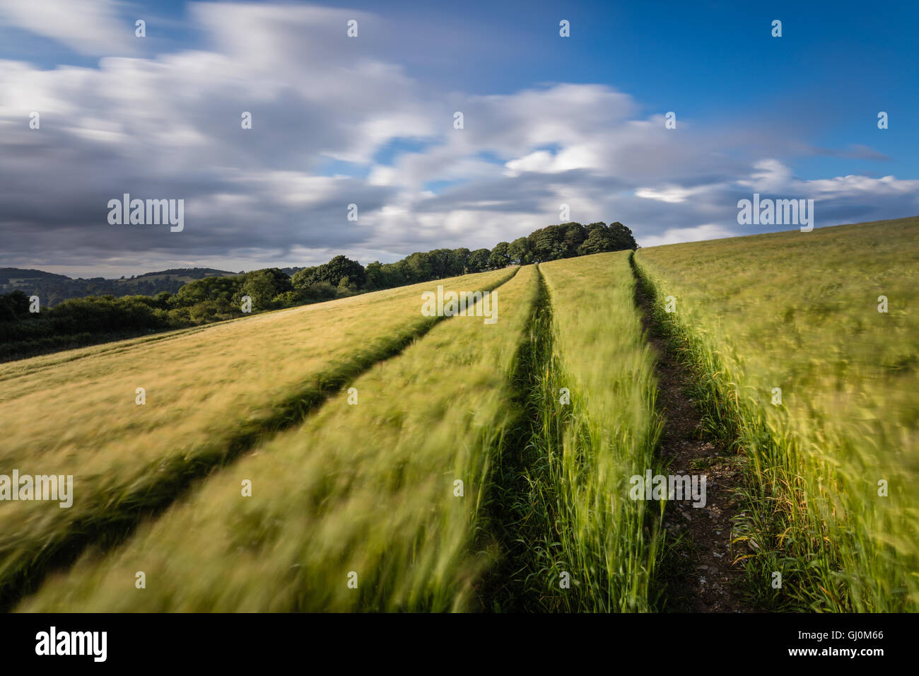 ein Gerstenfeld in der Nähe von Cerne Abbas, Dorset, England Stockfoto
