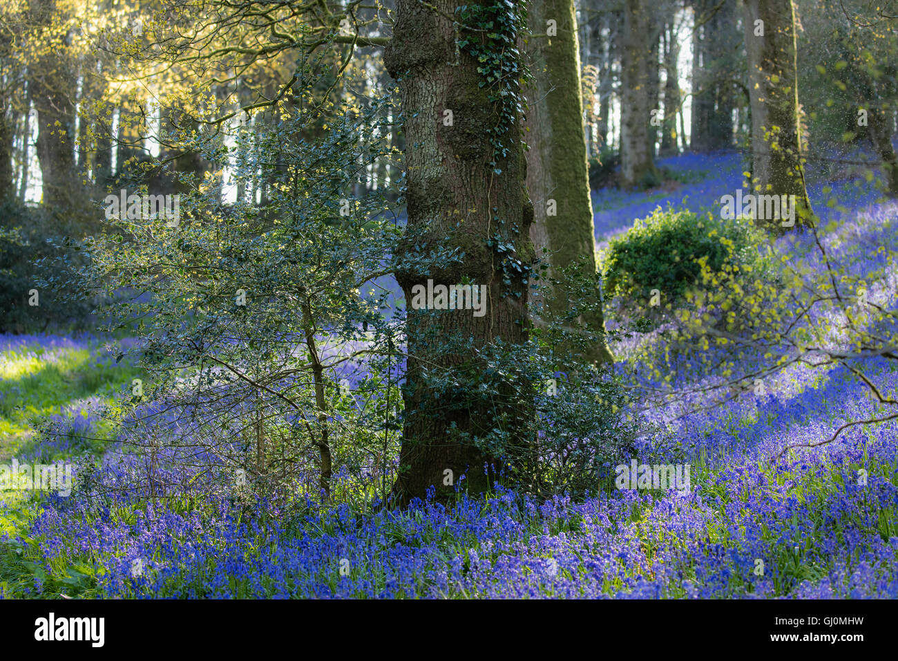 Glockenblumen in den Wäldern in der Nähe von Minterne Magna, Dorset, England Stockfoto