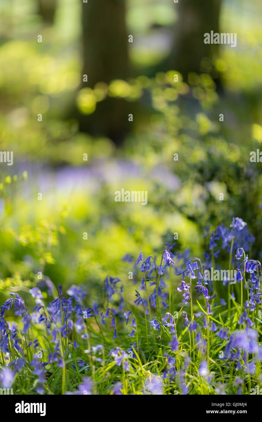 Glockenblumen in den Wäldern in der Nähe von Minterne Magna, Dorset, England Stockfoto