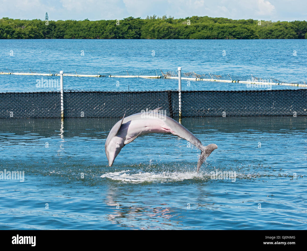 Grassy Key, Florida Keys Dolphin Research Center, ein Delfin springen Folge 2 von 2 Stockfoto