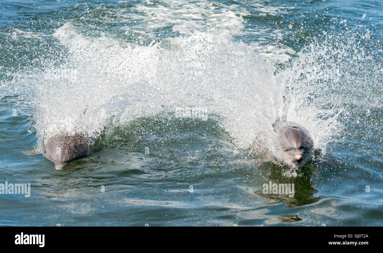 Grassy Key, Florida Keys Dolphin Research Center, zwei Delphine auf hoher Drehzahl laufen Stockfoto