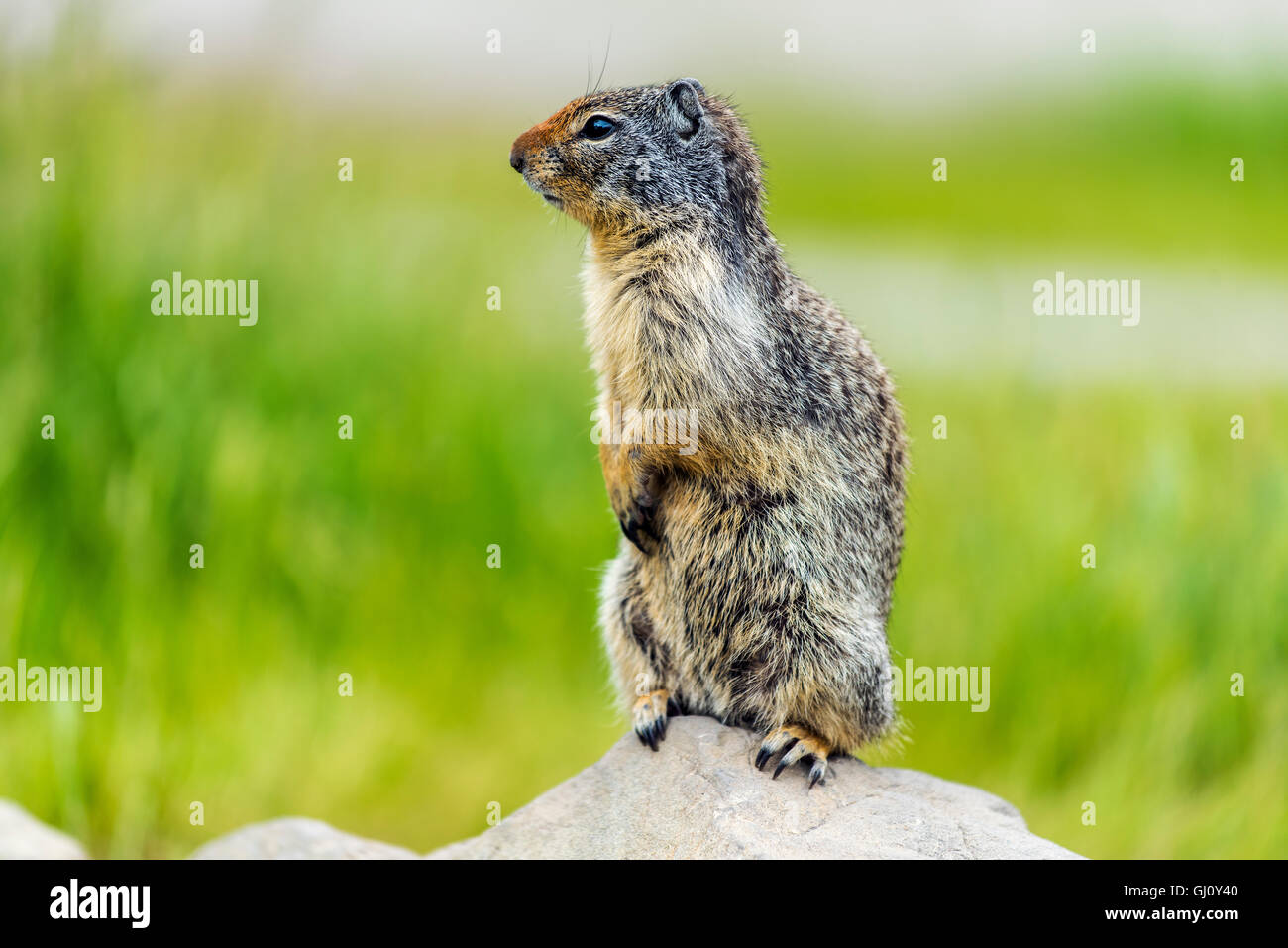 Columbian Ground Squirrel oder Urocitellus Columbianus, Banff, Alberta, Kanada Stockfoto