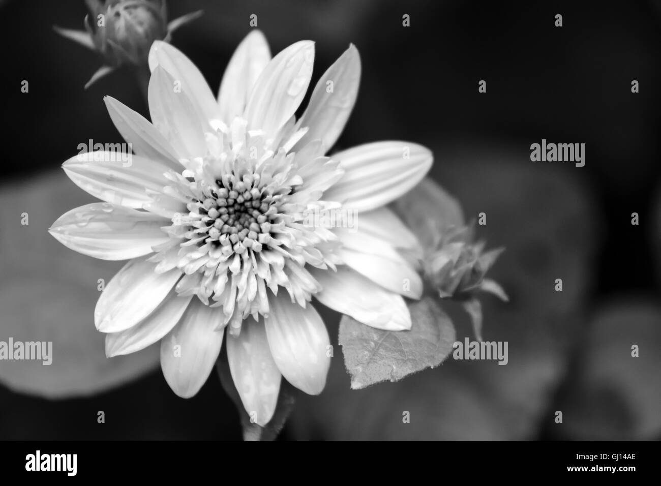 Schwarz / weiß Coreopsis Blume isoliert Stockfoto