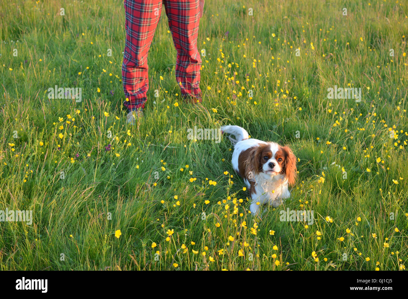 Cavalier King Charles Spaniel Blenheim Hund in einem Feld mit bunten Wildblumen mit ihrer Herrin Beinen in rot Tartan Hose Stockfoto