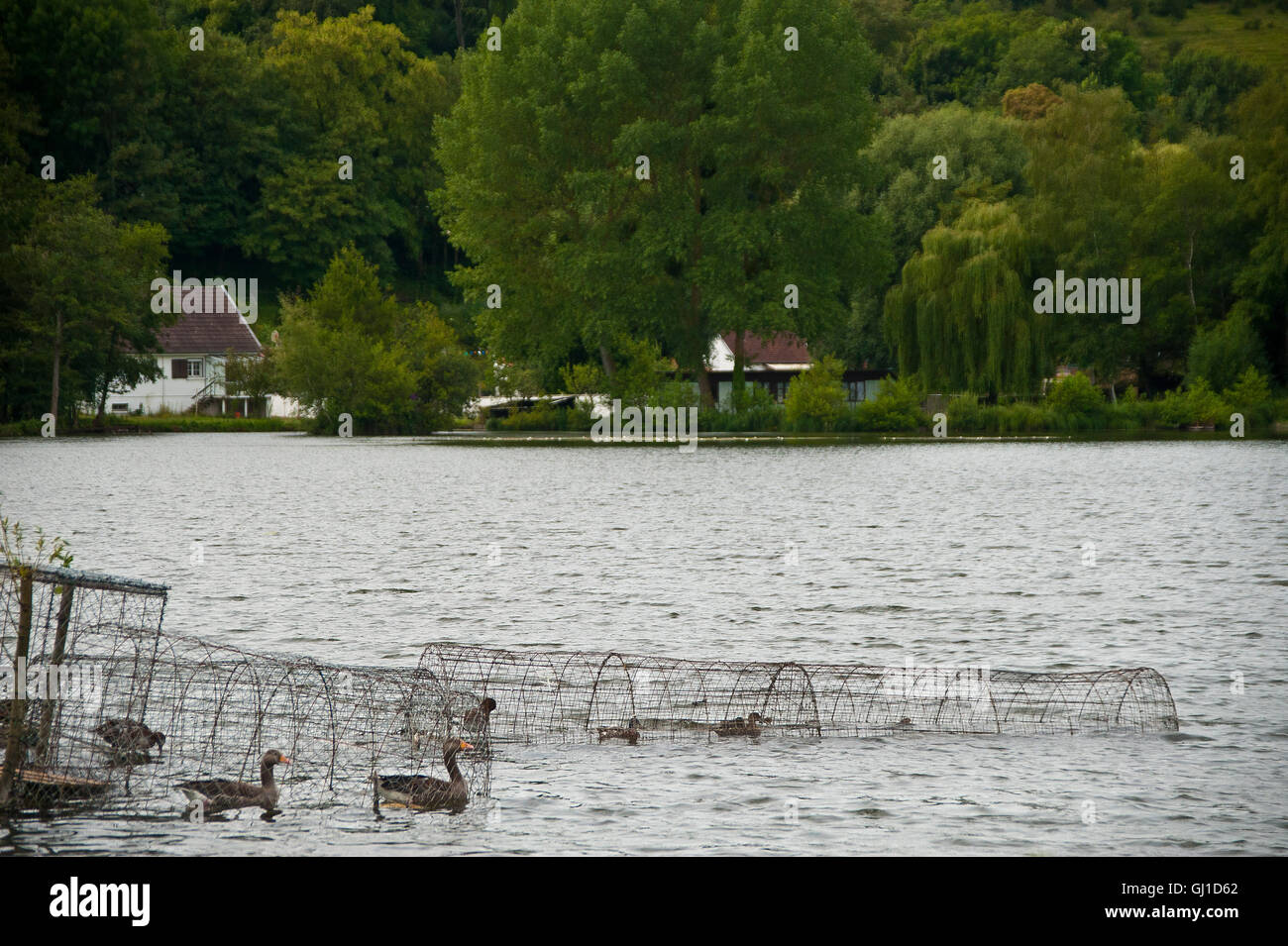 Enten auf einem See für das Essen in der Nähe von Calais, Frankreich in Gefangenschaft gehalten. Stockfoto