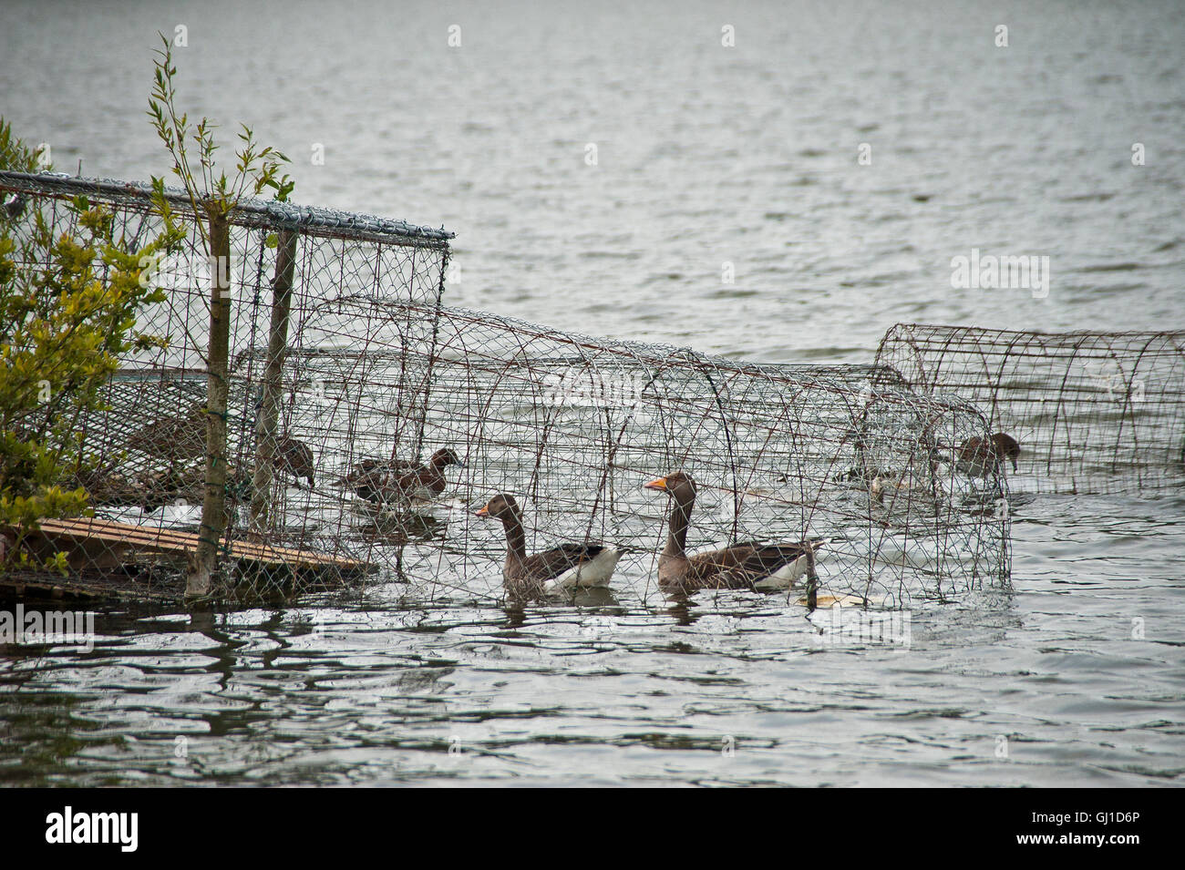 Enten auf einem See für das Essen in der Nähe von Calais, Frankreich in Gefangenschaft gehalten. Stockfoto